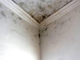 Mold Documentation for Insurance Claims in East Dublin, GA